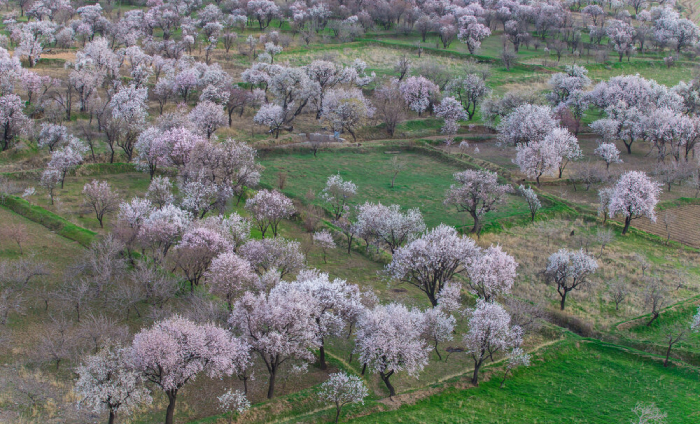 باغستان سنتی از جمله جاهای دیدنی قزوین در بهار و تابستان