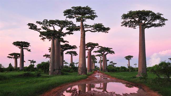 راه درختان بِئوبابز (Baobabs)
