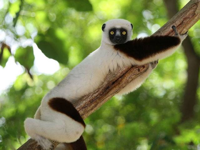 پارک ملی آنداسیبه (Andasibe) در ماداگاسکار