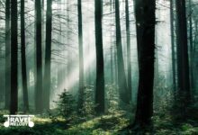 جاذبه های گردشگری شمال ایران: ۷ مکان شگفت انگیز و کمتر دیده شده که اغلب مسافران از آن خبر ندارند